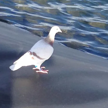 컨트리하우스 K1 Rural