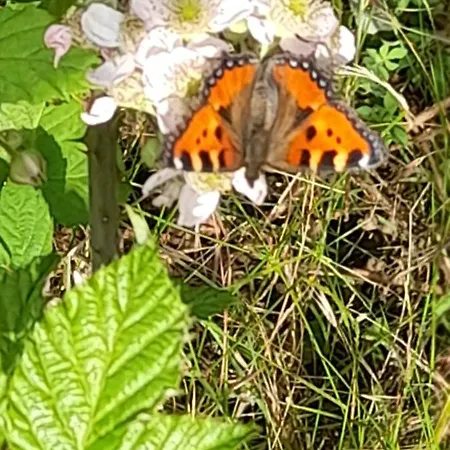 K1 Rural Gospodarstwo wiejskie *